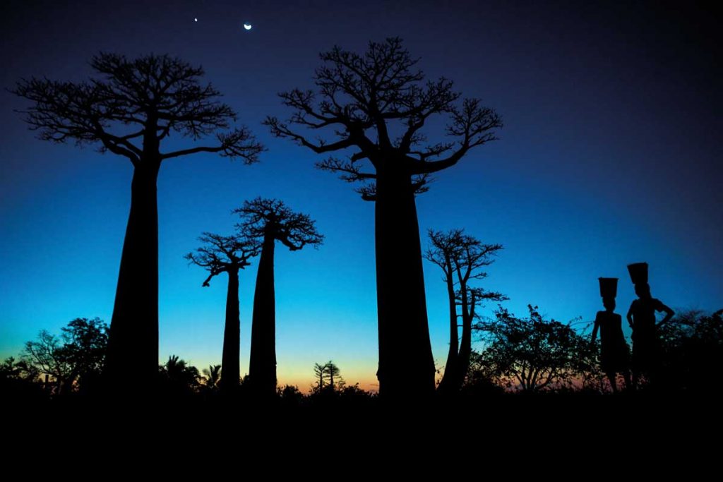 Baobab afrikanischer Zauberbaum